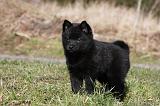 SCHIPPERKE 819